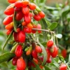 Goji Berry Live Plant - 3-5" Tall Superfruit Shrub - Lycium barbarum - Image 1