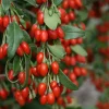 Goji Berry Live Plant - 4in Pot - Superfood Bush - Image 1