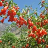 Goji Berry Live Plant – Half Gallon Pot – Edible Fruit Shrub - Image 1