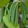 Green Vanilla Bean Vine Live Plant - Half Gallon Pot - Indoor/Outdoor - Image 1