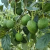 Hass Avocado Live Plant 12-14in Tall in Pot - Fruit Tree for Home Garden - Image 1