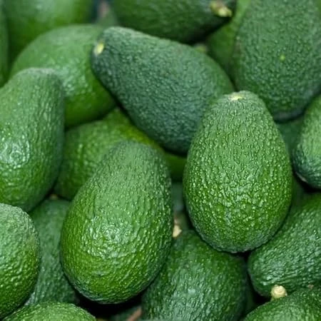 Hass Avocado Live Plant – 16-22 inches Tall, 1 Gallon Container – Outdoor Fruit Tree - Image 1