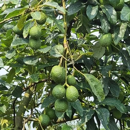 Hass Avocado Live Plant – 8-14in Tall – Half Gallon Pot – Outdoor Fruit Tree - Image 1