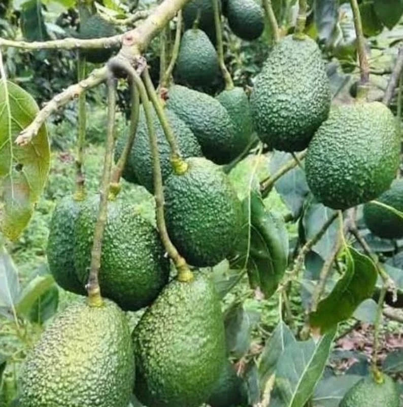 Hass Avocado Live Plant – 8-14in Tall – Half Gallon Pot – Outdoor Fruit Tree - Image 2