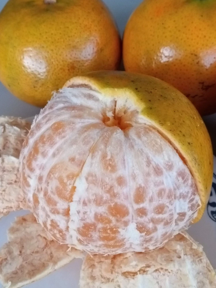 Honey Tangerine Seeds - 5 Pack - Sweet Citrus Fruit Tree Seeds for Outdoor Planting - Image 2