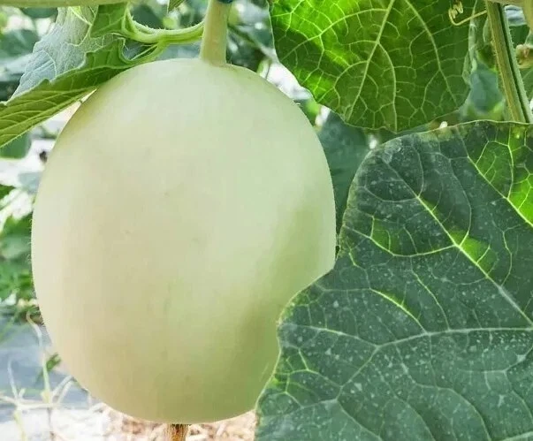 Honeydew Melon Seeds - 50+ Organic Edible Fruit Seeds for Outdoor Planting - Image 1