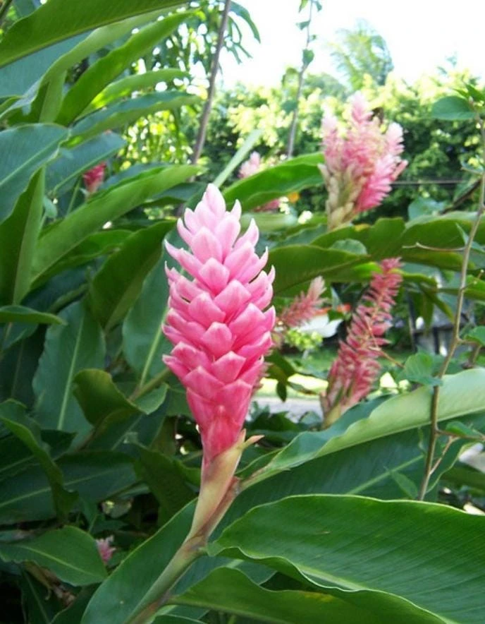 Hot Pink Ginger Live Plant – Tropical Flower Starter – 4-6" Tall – Unpotted - Image 2
