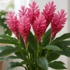 Hot Pink Ginger Live Plant – Tropical Flower Starter – 4-6" Tall – Unpotted - Image 1