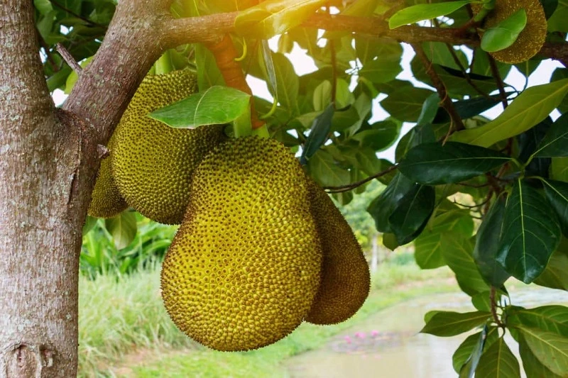 Jackfruit Tree Live Plant – 16-22 inch – 1 Gallon Pot – Outdoor Fruit Tree - Image 2