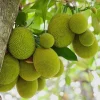 Jackfruit Tree Live Plant – 16-22 inch – 1 Gallon Pot – Outdoor Fruit Tree - Image 1