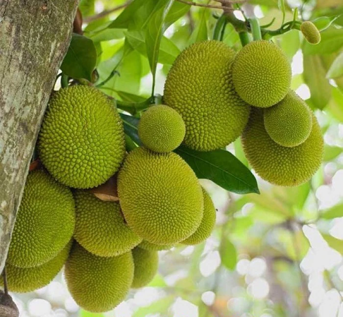 Jackfruit Tree Live Plant – 16-22 inch – 1 Gallon Pot – Outdoor Fruit Tree - Image 1