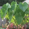 Jack's Giant Colocasia Plant - Colocasia gigantea - Live Elephant Ear - 4-6" Tall - Outdoor Tropical - Image 1