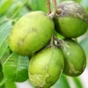 June Plum Live Plant – 18-22 Inch Tall – 1 Gallon Pot – Outdoor Fruit Tree - Image 1