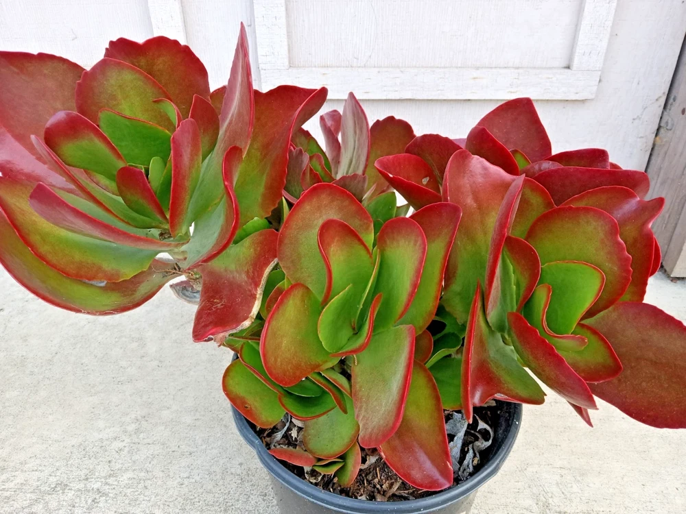 Kalanchoe Flapjack Paddle Plant Succulent - Live Rosette Plant, Green/Red, Indoor/Outdoor - Image 2