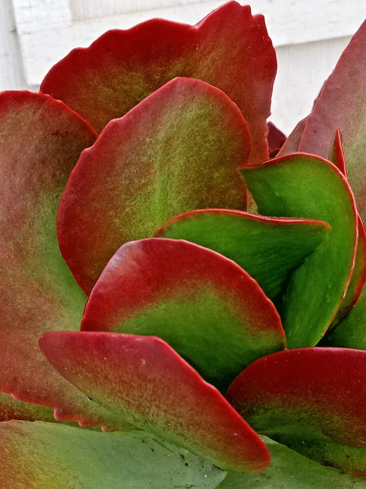 Kalanchoe Flapjack Paddle Plant Succulent - Live Rosette Plant, Green/Red, Indoor/Outdoor - Image 3