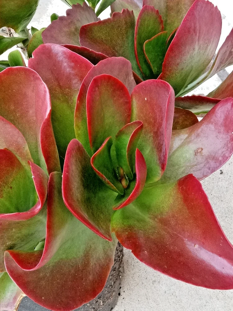 Kalanchoe Flapjack Paddle Plant Succulent - Live Rosette Plant, Green/Red, Indoor/Outdoor - Image 4
