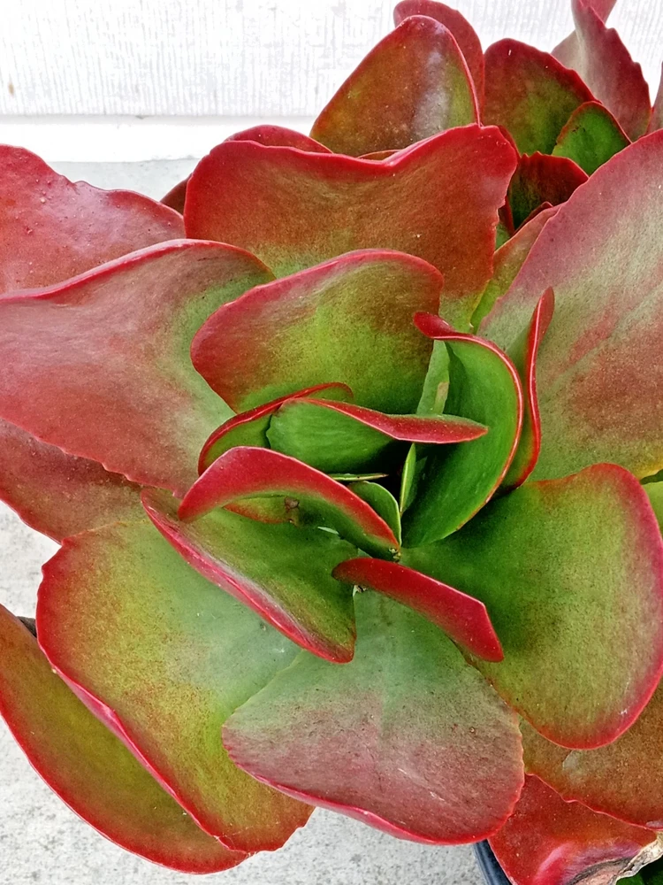 Kalanchoe Flapjack Paddle Plant Succulent - Live Rosette Plant, Green/Red, Indoor/Outdoor - Image 5