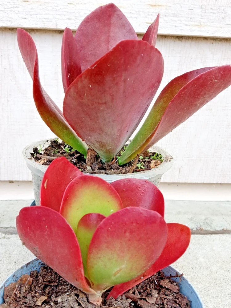 Kalanchoe Flapjack Paddle Plant Succulent - Live Rosette Plant, Green/Red, Indoor/Outdoor - Image 6