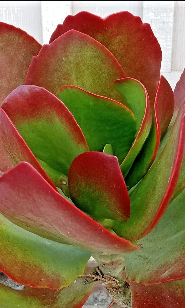 Kalanchoe Flapjack Paddle Plant Succulent - Live Rosette Plant, Green/Red, Indoor/Outdoor - Image 7
