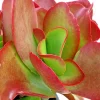 Kalanchoe Flapjack Paddle Plant Succulent - Live Rosette Plant, Green/Red, Indoor/Outdoor - Image 1