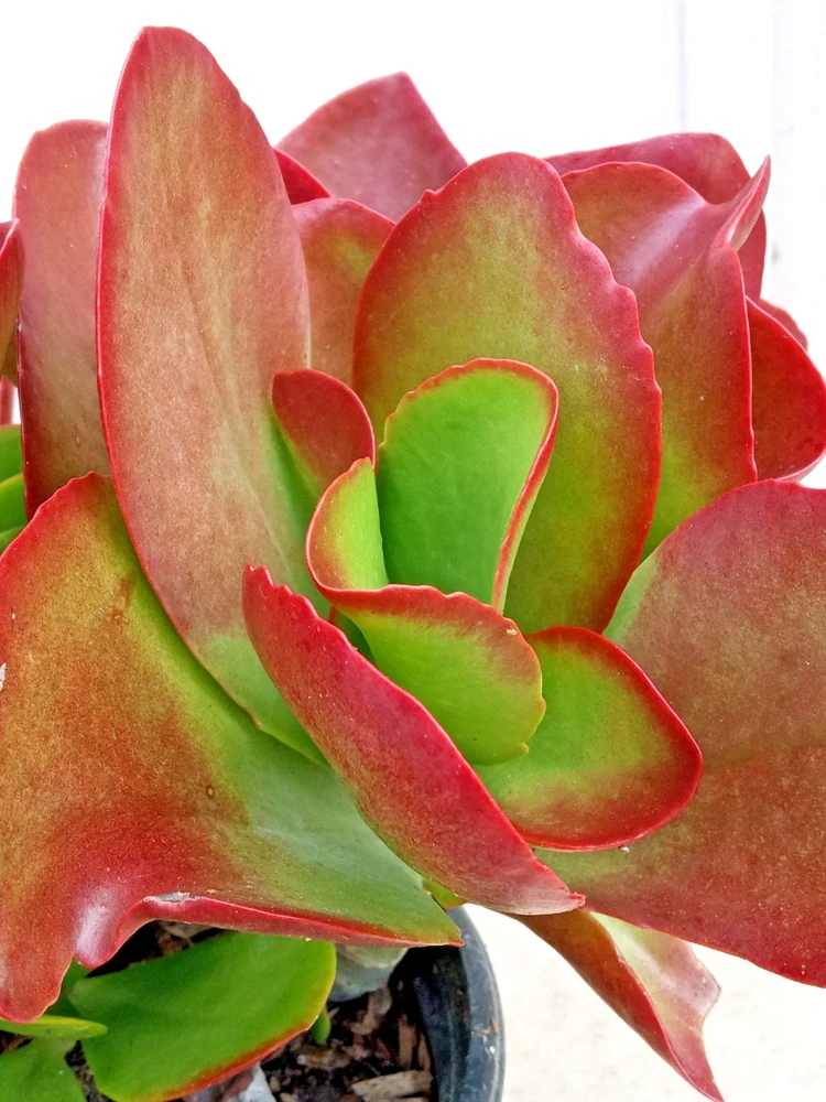 Kalanchoe Flapjack Paddle Plant Succulent - Live Rosette Plant, Green/Red, Indoor/Outdoor - Image 1
