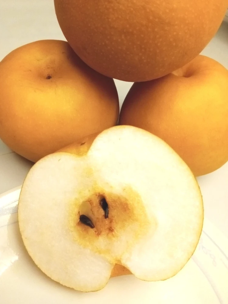 Korean Butterscotch Pear Seeds - 10 Pyrus Pyrifolia Fruit Tree Seeds - Outdoor - Image 2