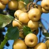Korean Butterscotch Pear Seeds - 10 Pyrus Pyrifolia Fruit Tree Seeds - Outdoor - Image 1