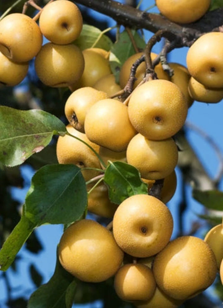 Korean Butterscotch Pear Seeds - 10 Pyrus Pyrifolia Fruit Tree Seeds - Outdoor - Image 1
