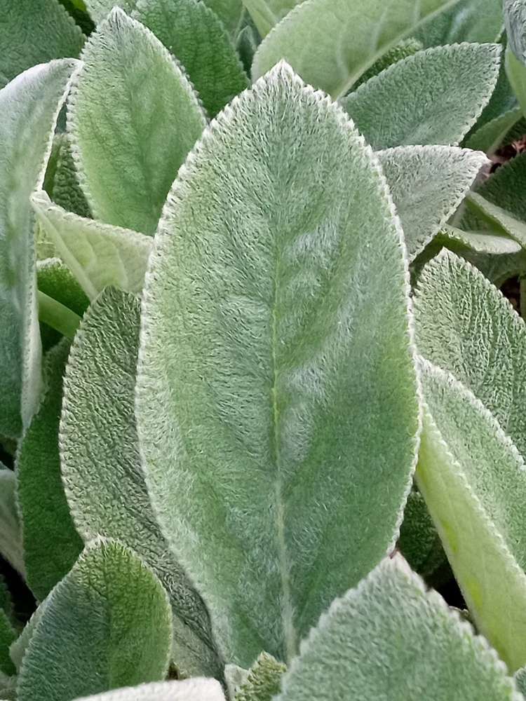 Lamb's Ear Stachys Byzantina Live Plant - 3 Bare Root Perennials, Outdoor, Fuzzy Green Foliage - Image 2