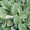 Lamb's Ear Stachys Byzantina Live Plant - 3 Bare Root Perennials, Outdoor, Fuzzy Green Foliage - Image 1