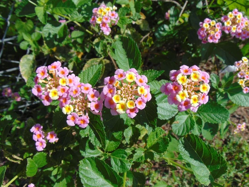 Lantana Pink Live Plant – Flowering Shrub – 3-5 Inches Tall – Outdoor - Image 2