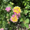 Lantana Pink Live Plant – Flowering Shrub – 3-5 Inches Tall – Outdoor - Image 1