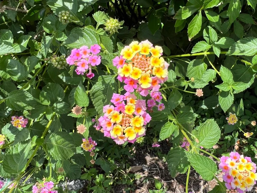 Lantana Pink Live Plant – Flowering Shrub – 3-5 Inches Tall – Outdoor - Image 1