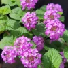 Lantana Purple Live Plant - Vibrant Outdoor Flower, 3-5" Tall - Image 1