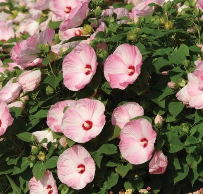 Luna Mix Hibiscus Live Plant 4-6 Inch Tall - Hardy Giant Flower for Garden & Patio - Image 4