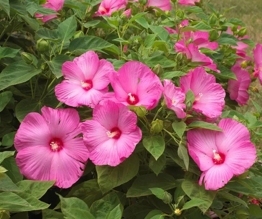 Luna Mix Hibiscus Live Plant 4-6 Inch Tall - Hardy Giant Flower for Garden & Patio - Image 5