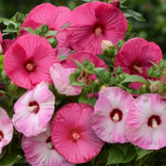 Luna Mix Hibiscus Live Plant 4-6 Inch Tall - Hardy Giant Flower for Garden & Patio - Image 6