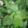 Magenta Leaf Perennial Herb Live Starter Plant - Edible Vegetable, Indoor/Outdoor - Image 1
