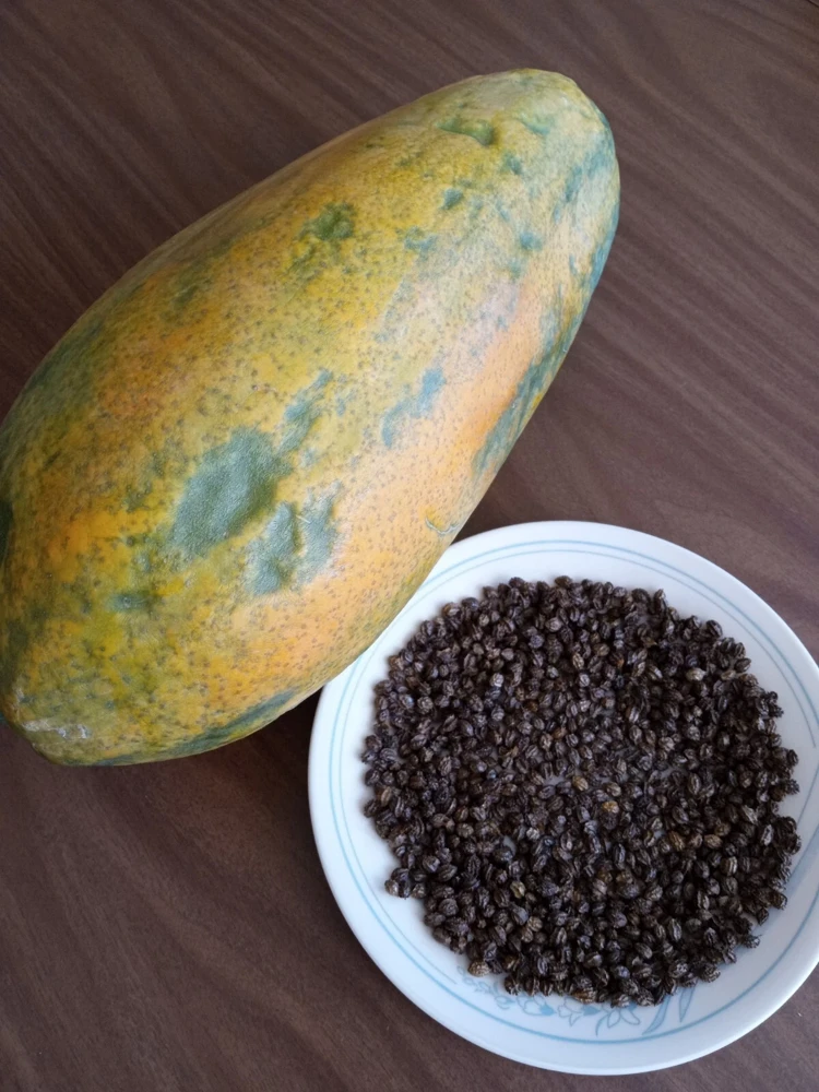 Maradol Papaya Seeds - Large Sweet Tropical Fruit - 50+ Seeds - Indoor/Outdoor - Image 2