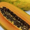 Maradol Papaya Seeds - Large Sweet Tropical Fruit - 50+ Seeds - Indoor/Outdoor - Image 1