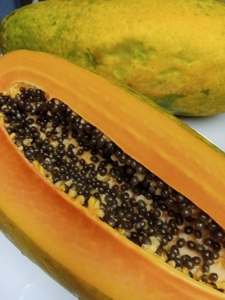 Maradol Papaya Seeds - Large Sweet Tropical Fruit - 50+ Seeds - Indoor/Outdoor - Image 1
