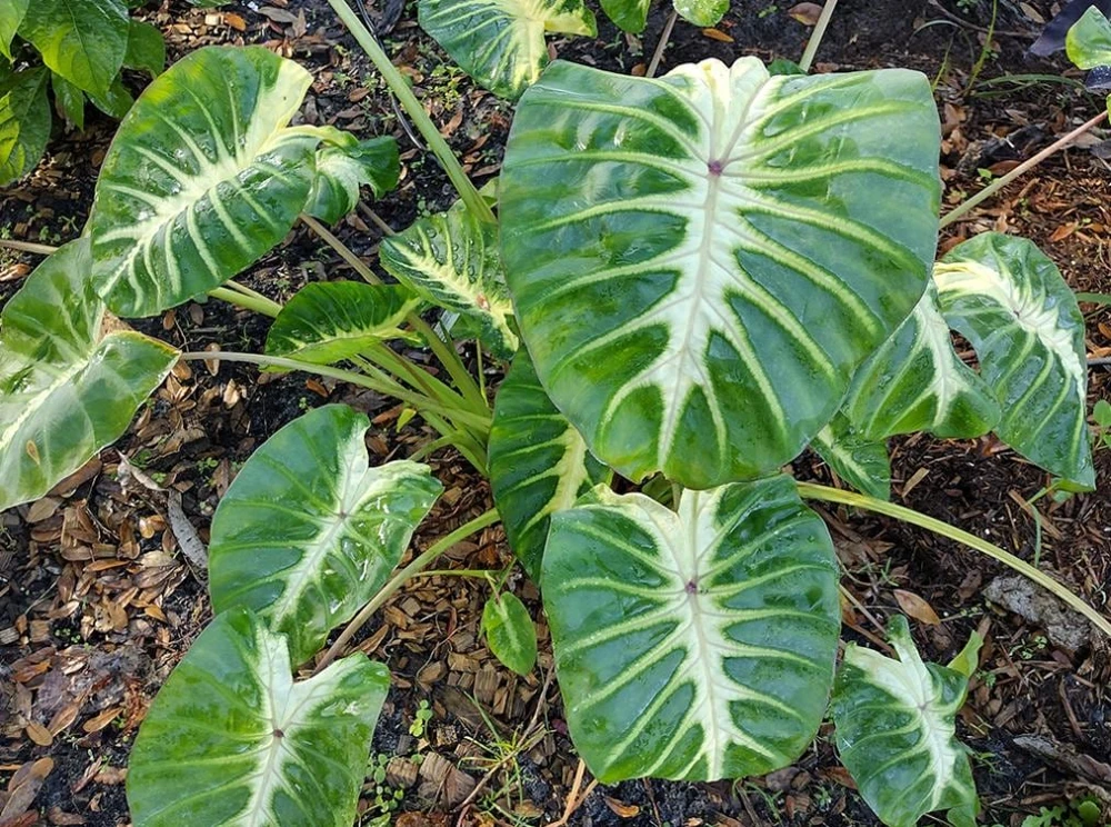 Maui Sunrise Colocasia Live Plant - 5-8" Tall - Tropical Elephant Ear - Image 2