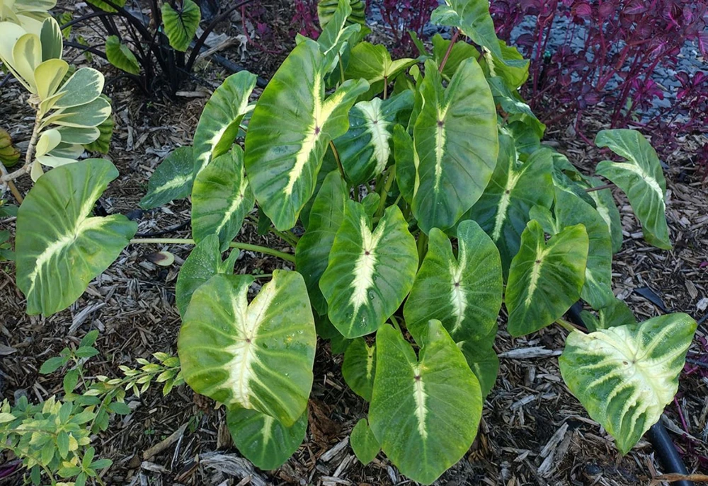Maui Sunrise Colocasia Live Plant - 5-8" Tall - Tropical Elephant Ear - Image 3