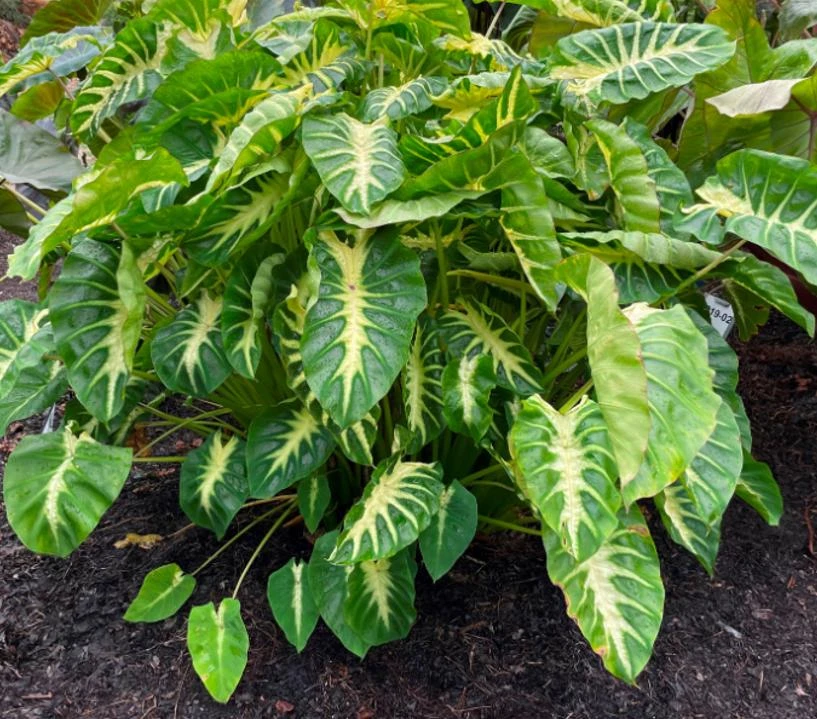 Maui Sunrise Colocasia Live Plant - 5-8" Tall - Tropical Elephant Ear - Image 4
