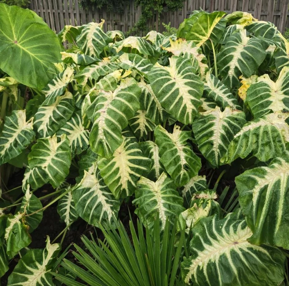 Maui Sunrise Colocasia Live Plant - 5-8" Tall - Tropical Elephant Ear - Image 5