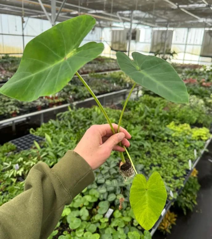 Maui Sunrise Colocasia Live Plant - 5-8" Tall - Tropical Elephant Ear - Image 6