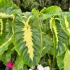Maui Sunrise Colocasia Live Plant - 5-8" Tall - Tropical Elephant Ear - Image 1