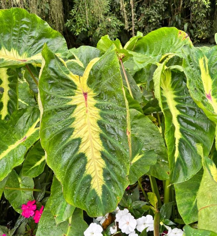 Maui Sunrise Colocasia Live Plant - 5-8" Tall - Tropical Elephant Ear - Image 1