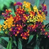 Milkweed Mix Live Plant – Butterfly Host Plant – Assorted Varieties – 3-5" Tall Starter - Image 1