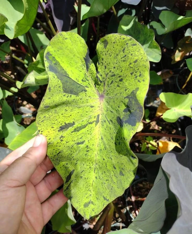 Mojito Colocasia Live Plant - Variegated Elephant Ear Starter - 6-10 Inch Tall - Image 2